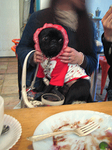b0035453_1292039.gif