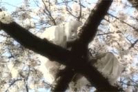 f0097002_92938.gif