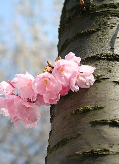 桜がさきました_e0040604_1761538.jpg