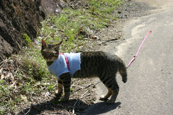 きじ猫「六太」の散歩道_a0041108_2021016.jpg