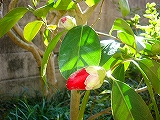 f0079111_1537286.jpg