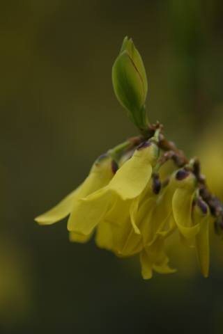 ウグイスとレンギョの花_f0037633_2234450.jpg