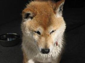 抜けてる真っ最中に。。。_c0049950_22382774.jpg