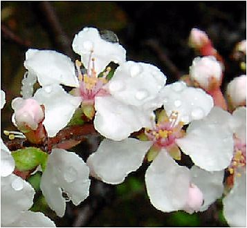 鎌倉路傍の花 利休梅 りきゅうばい と梅桃 ゆすらうめ 花筏 鎌倉路傍の花 利休梅 りきゅうばい と梅桃 ゆすらうめ 花筏