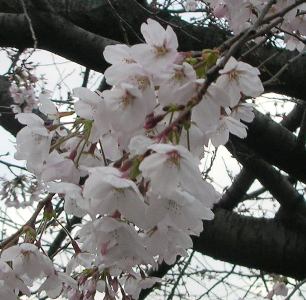 c0045655_12861.jpg