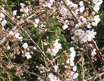 2006年3月24日桜の開花_f0060461_19414773.jpg