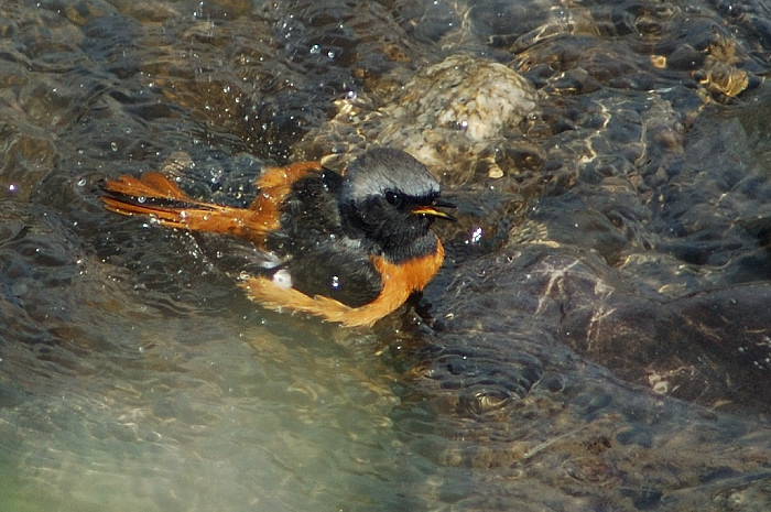 ジョウビ君の水浴び_f0053272_10481025.jpg