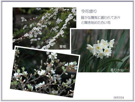 MYガーデン_c0051105_1131135.jpg