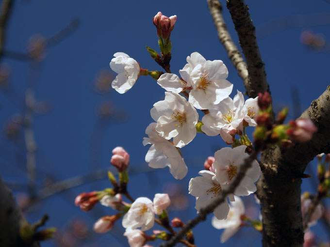 サクラが開花しました。_a0037907_2117495.jpg