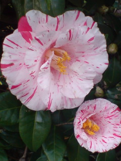 f0009509_730273.jpg