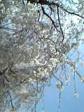 HAMA は ＩＮ　ＢＬＯＯＭ_d0002513_20271730.jpg