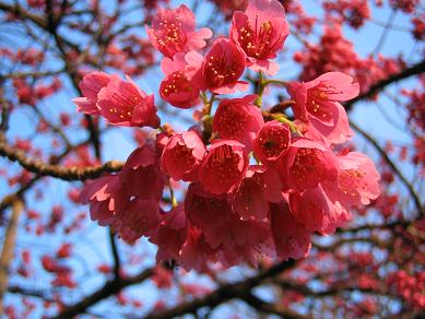 ご近所の花便り_f0005043_2013394.jpg