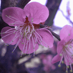 d0000247_11101523.gif
