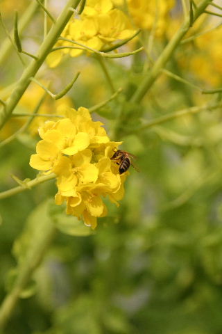 菜の花で～ひとやすみ_b0055171_22391099.jpg