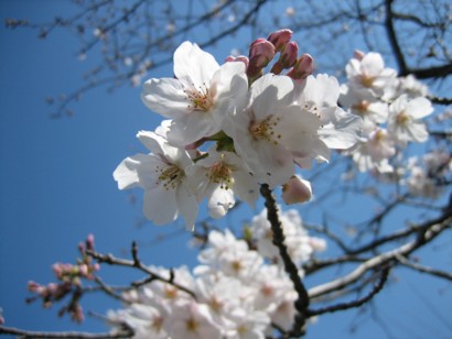 これからお花見に♪_d0039075_195414.jpg