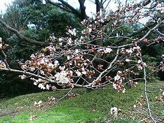 桜、二分咲き_f0054677_9352056.jpg
