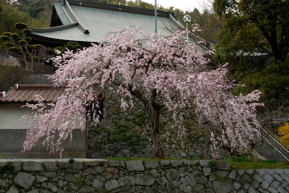 SAKURA_2006 初撮影_f0083903_1781666.jpg