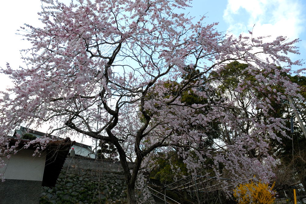 SAKURA_2006 初撮影_f0083903_1783746.jpg