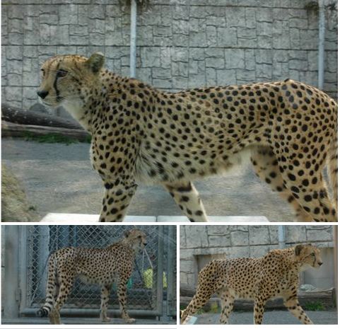 動物園_c0051105_23439.jpg