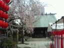 住吉神社さくら祭り _e0028505_12292221.jpg