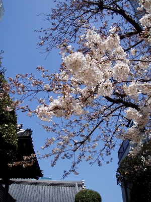 ほぼ春の上野散策　　～東京台東区～_c0055515_1582893.jpg