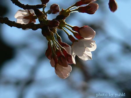 代々木公園の桜、_a0043323_16555796.jpg