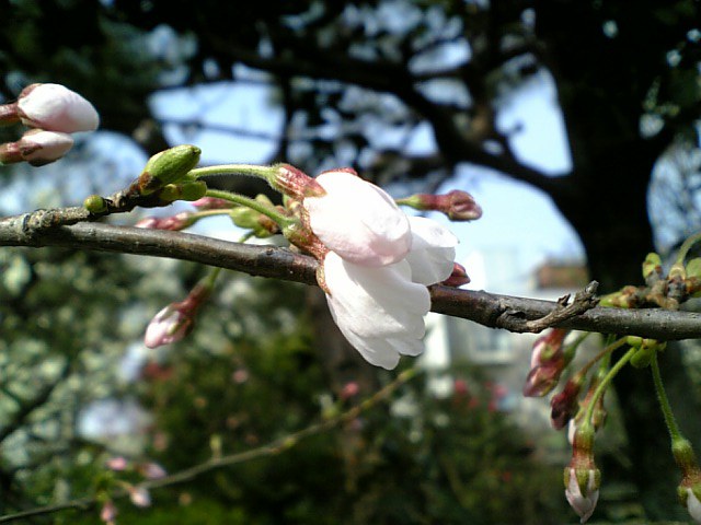 b0019333_14233237.jpg