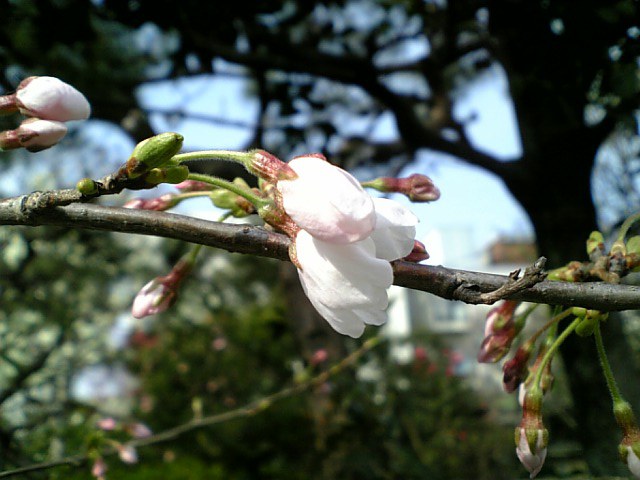 花咲き初めし…_b0019333_14233237.jpg