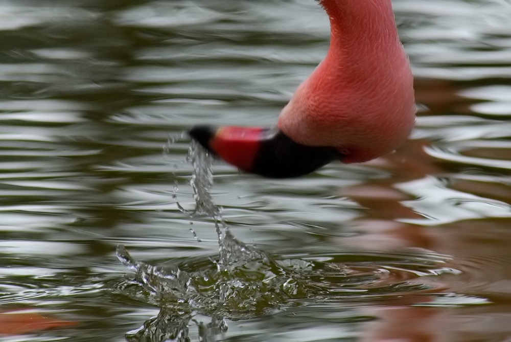 千葉動物園_f0064934_207425.jpg