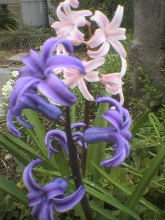 e0080236_15531729.jpg
