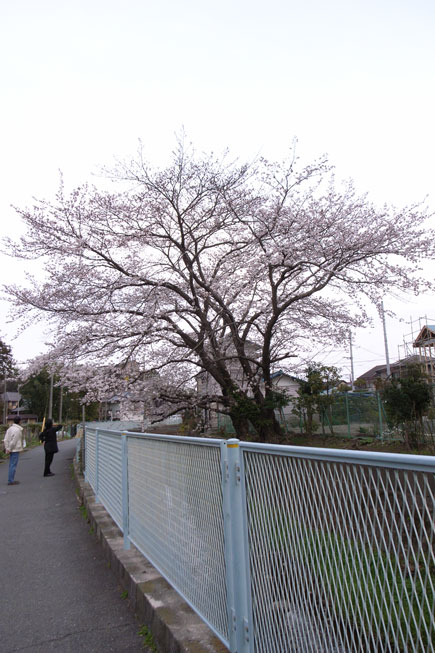 ３月２６日　桜_e0088036_19384280.jpg