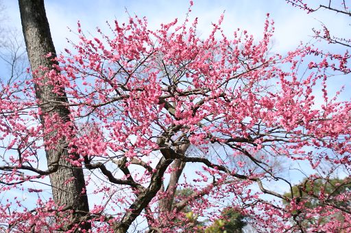 京都北野天満宮の梅-1_a0031741_175123.jpg