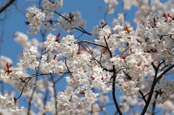 春風に誘われて・・・・桜　１_c0050853_0214795.jpg