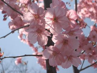 桜_c0053958_016210.jpg