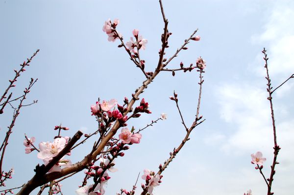 アーモンドの花は満開でした_e0053660_17101264.jpg