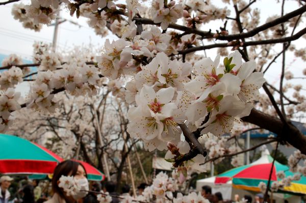 アーモンドの花は満開でした_e0053660_17172514.jpg