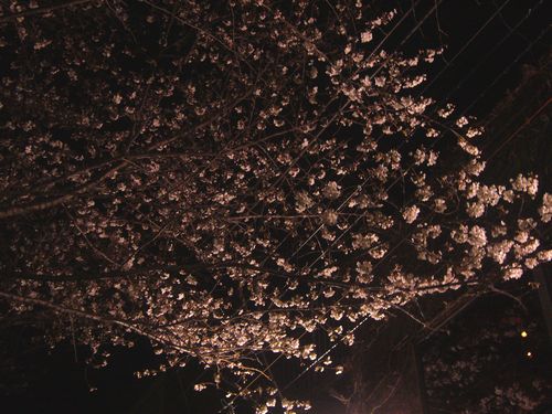 目黒川の夜桜さんぽ。:☆.。†_a0053662_23102657.jpg