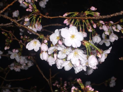 目黒川の夜桜さんぽ。:☆.。†_a0053662_2384377.jpg
