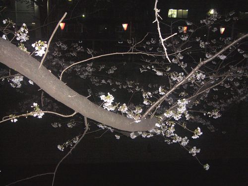 目黒川の夜桜さんぽ。:☆.。†_a0053662_2385516.jpg