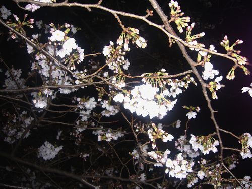 目黒川の夜桜さんぽ。:☆.。†_a0053662_2392193.jpg