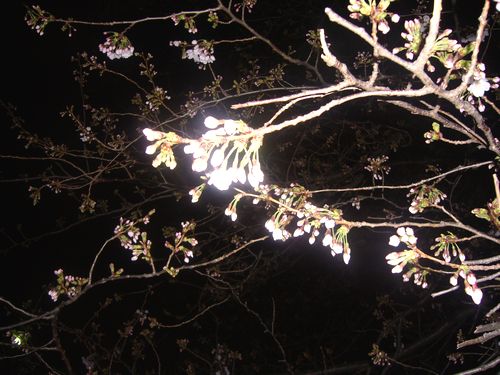 目黒川の夜桜さんぽ。:☆.。†_a0053662_23995.jpg