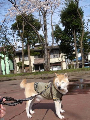 コンちゃんとカリちゃん_b0001465_1211455.jpg