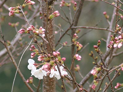 菜の花　満開　桜　もうちょっと_f0056567_18182724.jpg