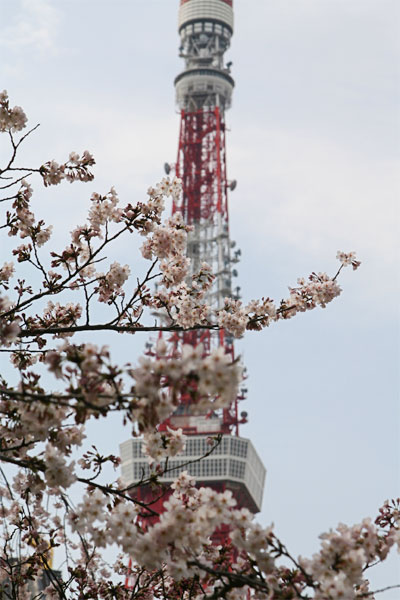 桜色 増上寺_a0058669_1725641.jpg