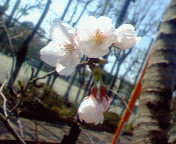 桜の花は4分咲き？_e0052973_22354443.gif