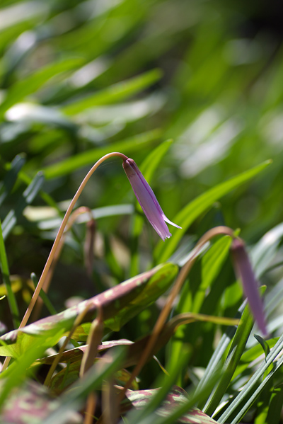 カタクリの花_c0054876_628867.jpg