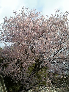 e0062892_11415565.jpg