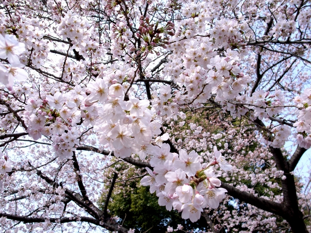 桜2006 Vol.2  染井霊園の桜　(2)_c0071611_16403047.jpg