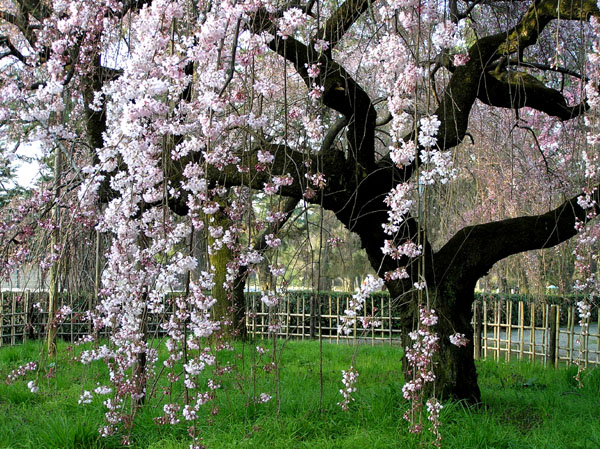 京都御所の桜_e0048413_2113050.jpg