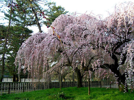 京都御所の桜_e0048413_2114521.jpg